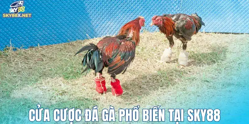 Cửa cược đá gà phổ biến tại Sky88